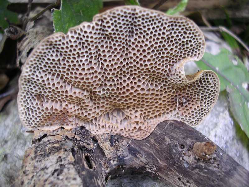 Hexagonia glaber (Hymenohor)