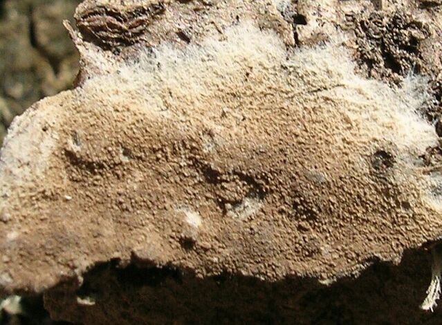 Tomentella cinerascens