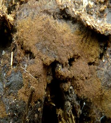 Tomentella_neobourdotii